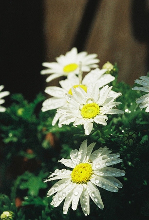 000009_edited-2.jpg