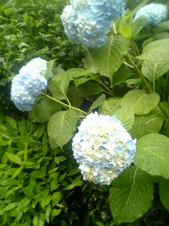 DVC00208_M.jpg