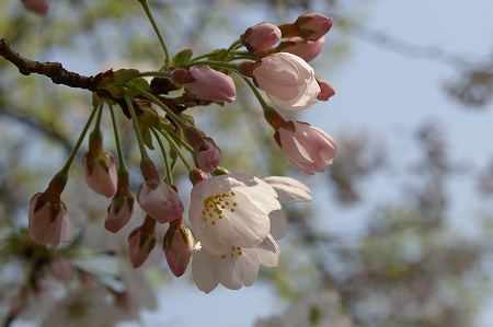 IMGP3439.jpg