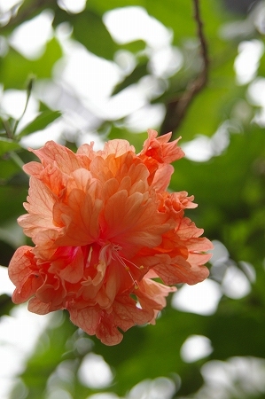 IMGP4609.jpg