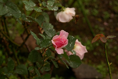 IMGP4632.jpg