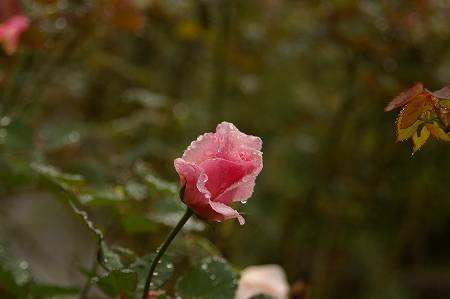 IMGP4633.jpg