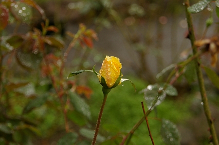 IMGP4634.jpg