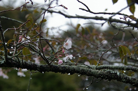 IMGP4658.jpg