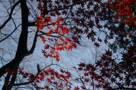 IMGP5456.jpg