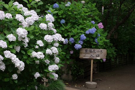 IMGggP1548 (28).jpg