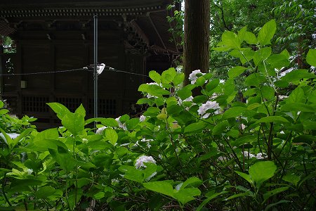 IMGggP1548 (30).jpg
