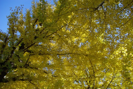 _IGP0600.jpg