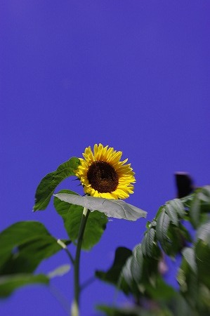 _IGP2237.jpg