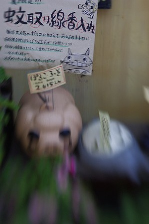 _IGP2239.jpg