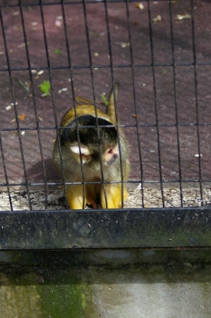 yumemigasakiIMGP0001 (31).jpg