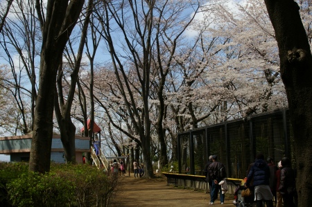 yumemigasakiIMGP0001 (51).jpg